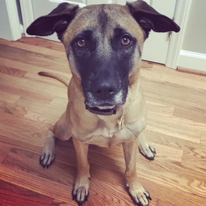 Team Page: Strut Your Mutt